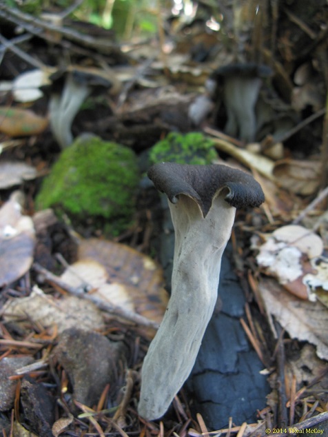 Black Trumpet Mushroom